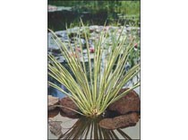 Acorus Calamus Gramineus p9