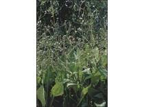 Alisma Plantago aquatica p9