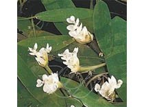 Aponogeton Distachyos 3L