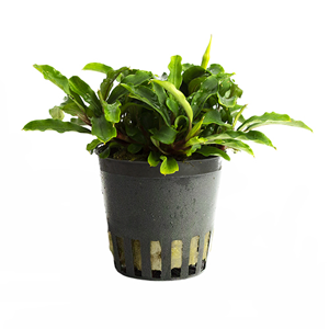 Bucephalandra green pot