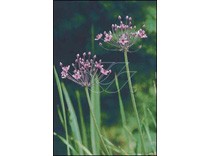 Butomus umbellatus p9