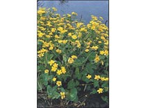 Caltha palustris p9