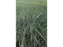 Carex panacea p9