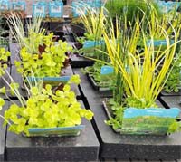 Mand 18 cm met drijfring actie