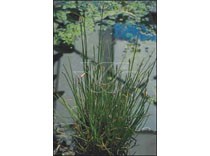 Eleocharis palustris p9