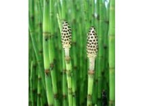 Equisetum fluviatile p9