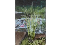 Equisetum japonica p9