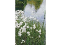 Eriophorum angustifolium p9