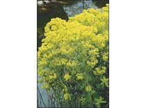 Euphorbia palustris p9