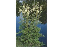 Filipendula ulmaria p9