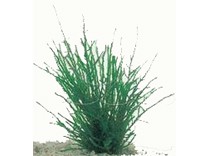 fontinalis antipyretica / bronmos