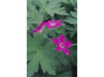 Geranium palustris p9
