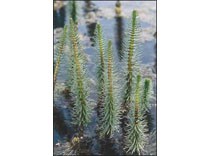 Hippuris vulgaris p11
