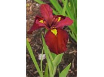 Iris ann chowing p9