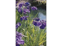 Iris kaempferi p9