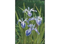 Iris laevigata "mottled beauty" p9