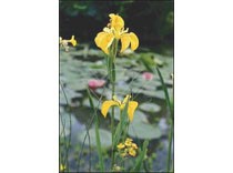 Iris pseudacorus p9