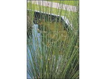 Juncus effusus p9
