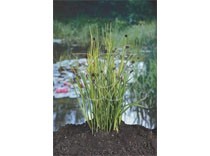 juncus encifolius p9