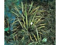 Stratiotes Aloides / Krabbescheer