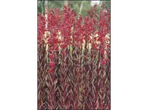 Lobelia cardinalis p9