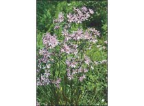 Lychnis flos -cuculi p9