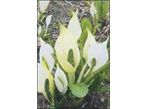 Lysichiton camtschatcensis p9