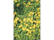 Lysimachia nummularia p9