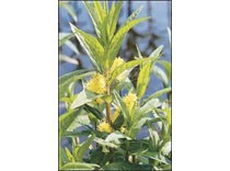 Lysimachia Thyrsiflora p9