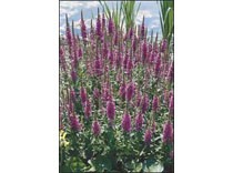 Lythrum salicaria p9