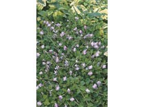 Mazus reptans blauw p9