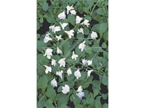 Mazus reptans wit p9