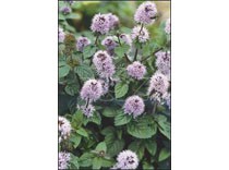 Mentha aquatica p9