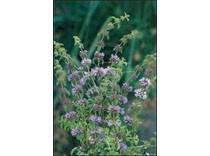 Mentha pulegium p9