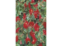 MImulus "bonfire red ' p9