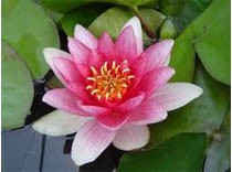Nymphaea Attraction 3L