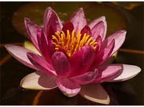 Nymphaea Charles de Meurville 3L