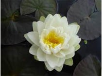 Nymphaea Gonnere 3 L