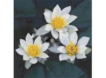 Nymphaea pygmea alba 3L