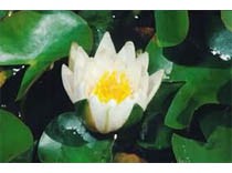 Nympaea Tetragona 3L