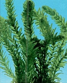 Elodea densa, bos