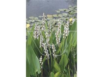 Pontederia cordata "alba" p9
