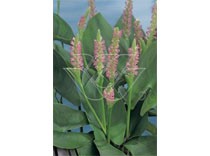 Pordata cordata "pink pons" p9