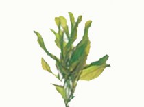 Potamogeton lucens/ glanzend fonteinkruid p9