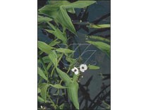 Sagittaria sagittifolia p9