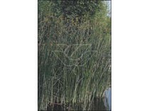 Scirpus lacustris p9