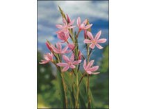 Schizostylis coc. 'mrs.Hegarty' p9
