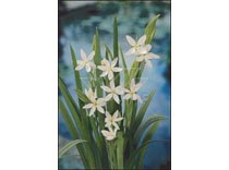 Schizostylis coccinea 'alba' p9