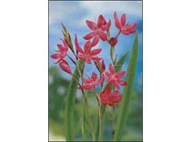 Schizosytlis coccinea major p9