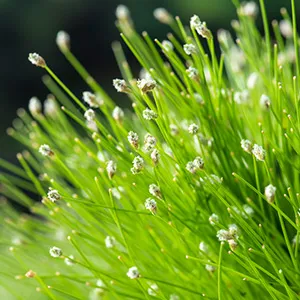 Scirpus Cernuus p11